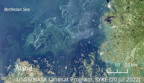 Cyanobacterial rafts in the southern part of the Bothnian Sea were visible in satellite images on Wednesday 20 July 2022.